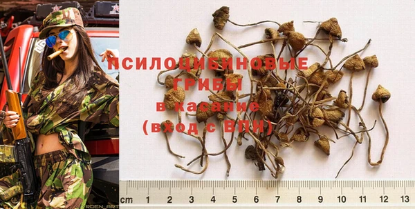 ГАЛЛЮЦИНОГЕННЫЕ ГРИБЫ Аркадак